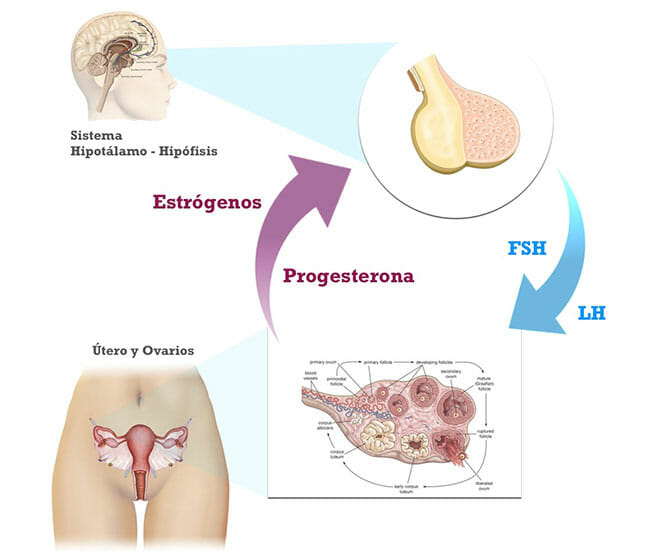 Sistema endocrino de la mujer