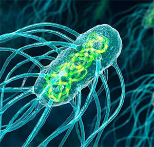 Bacteria de Salmonella typhi