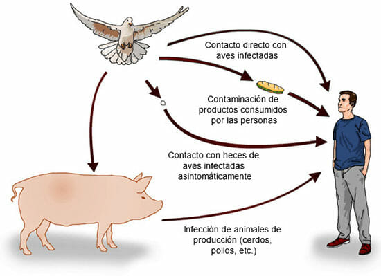 Formas de contagio de la salmonelosis
