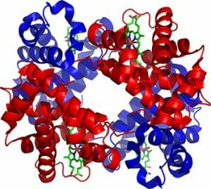 Estructura de la hemoglobina