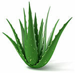 Planta de aloe vera