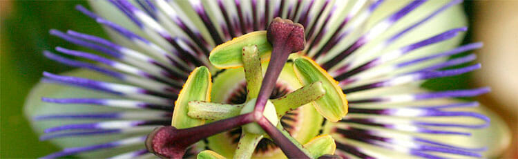 Pasiflora como relajante muscular