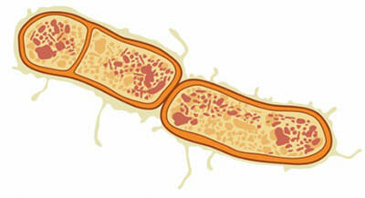 Clostridium botulinum: agente causal del botulismo
