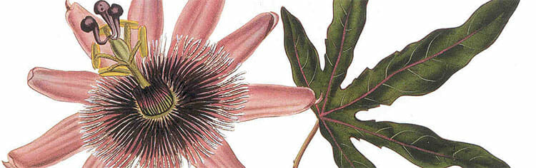 Ilustración de la pasiflora