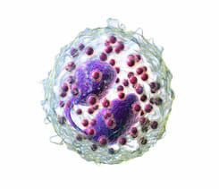 Eosinófilo