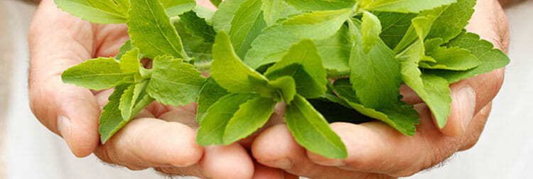 Stevia: un endulzante alternativo