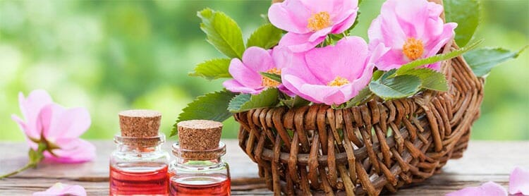 Rosa mosqueta