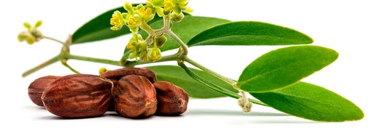Aceite de jojoba