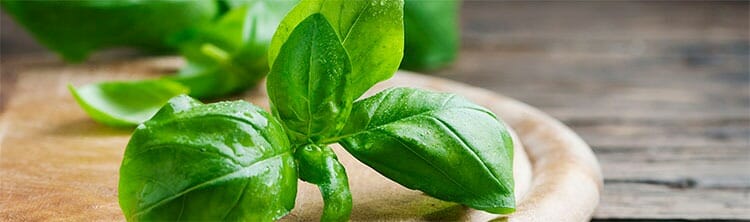 Pesto de albahaca para reducir el estrés