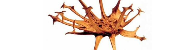 La garra del diablo, potente antiinflamatorio