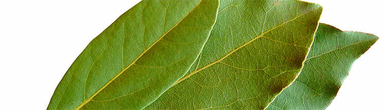 Laurel