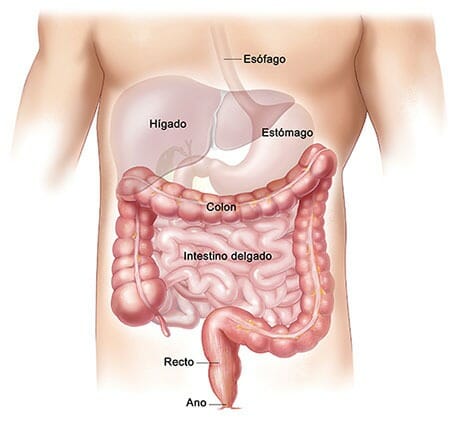 Limpiar el colon periódicamente ayuda a mantenerse saludable