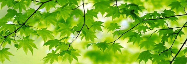 Psicología del color: verde