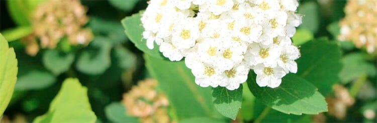 Spiraea