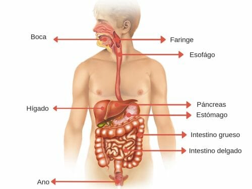 Aparato digestivo