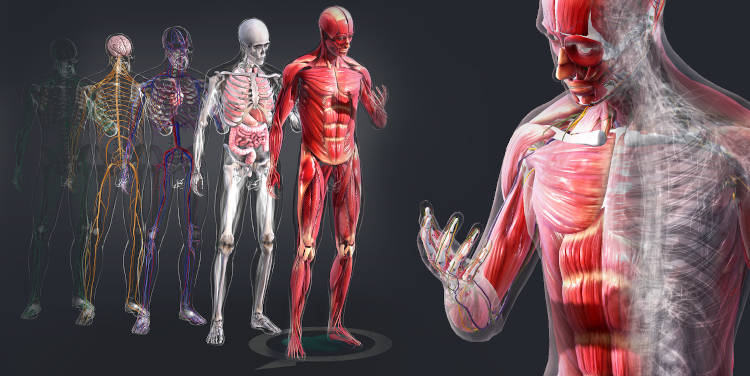 Interrelación entre los distintos sistemas y aparatos del cuerpo humano