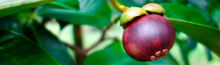 Origen del mangostino