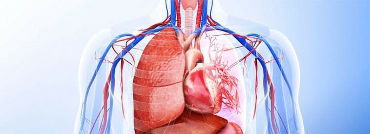 Todos los sistemas del cuerpo humano
