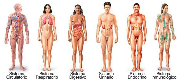 todos los sistemas del cuerpo humano