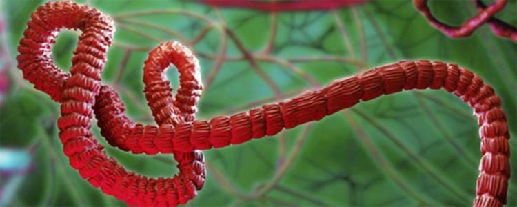 Tratamiento del ébola