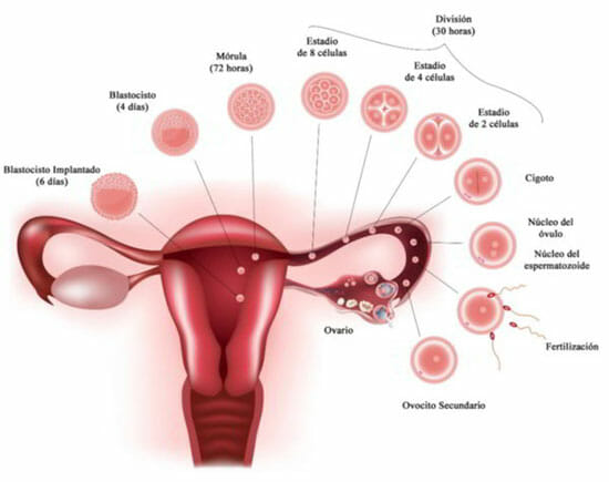 Fertilización y embarazo