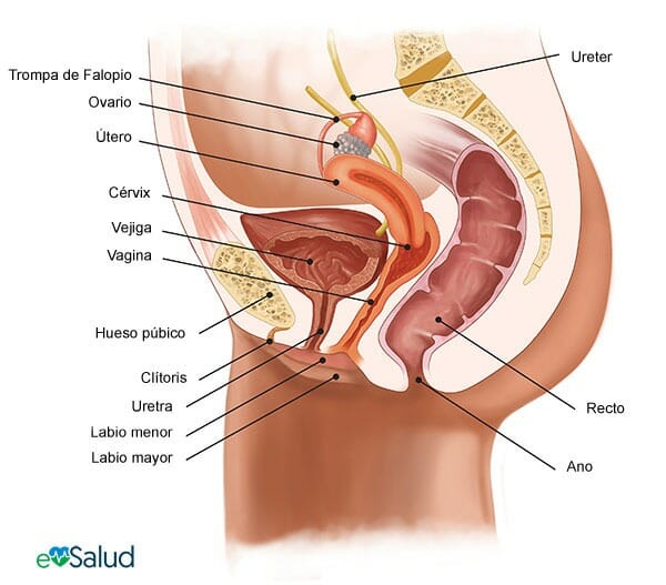 Órganos del aparato reproductor femenino