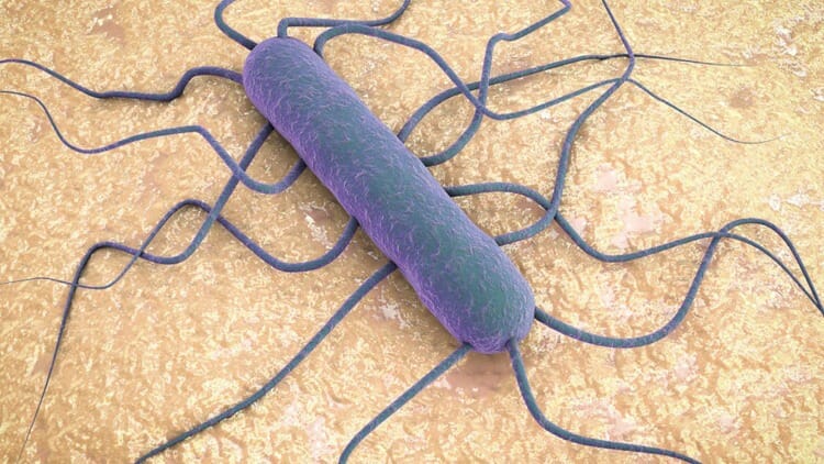 Síntomas de la Listeriosis