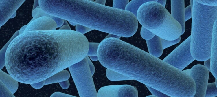 Listeriosis