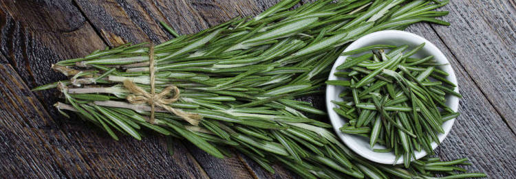 Romero planta medicinal