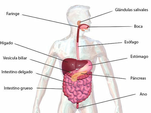 Partes del aparato digestivo