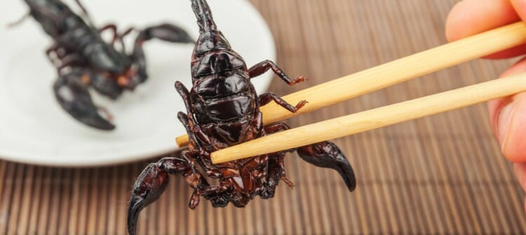 Comer insectos: beneficios para la salud y riesgos