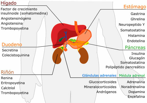 Dibujo de las hormonas del aparato digestivo
