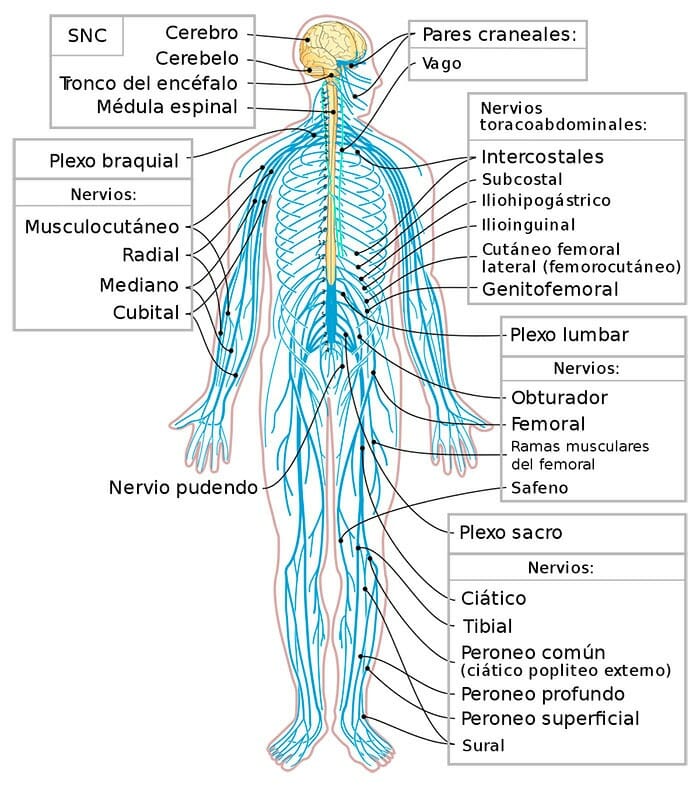 Partes del sistema nervioso periférico