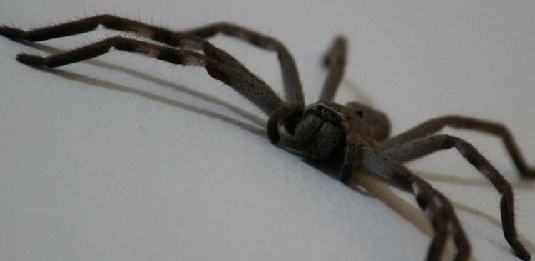 Aracnofobia