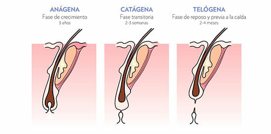 Ciclo de vida del cabello