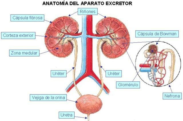¿Cómo funciona el sistema excretor?