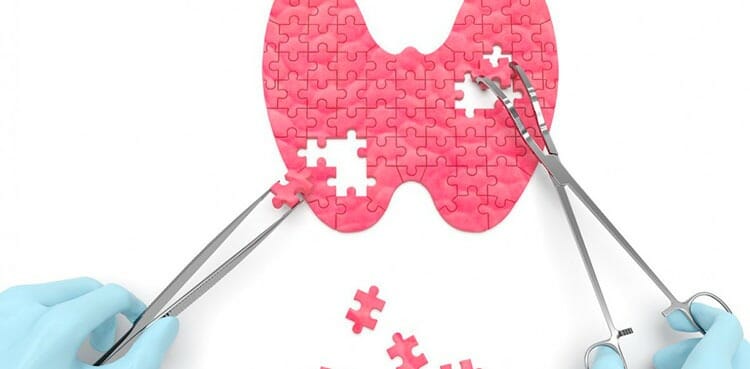 Funciones de las glándulas endocrinas