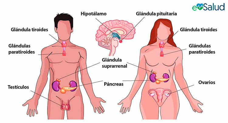 Partes del sistema endocrino