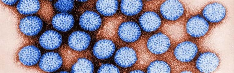 Rotavirus