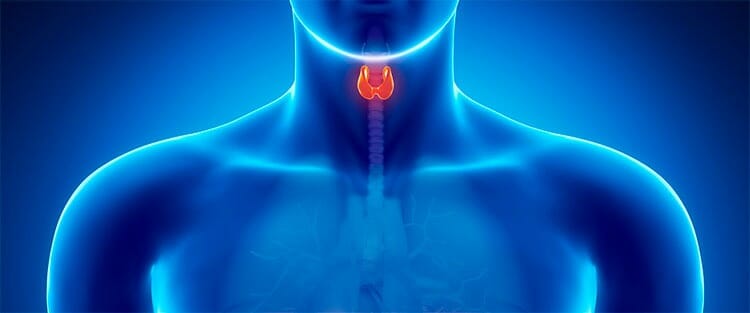 Sistema endocrino