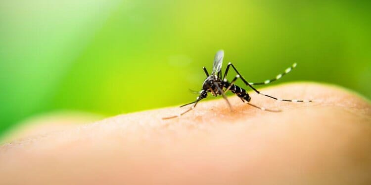¿Cómo se contagia el dengue?