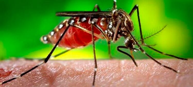 Dengue