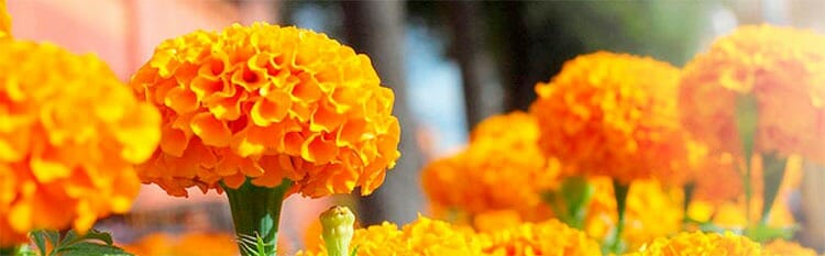 Flor de los muertos