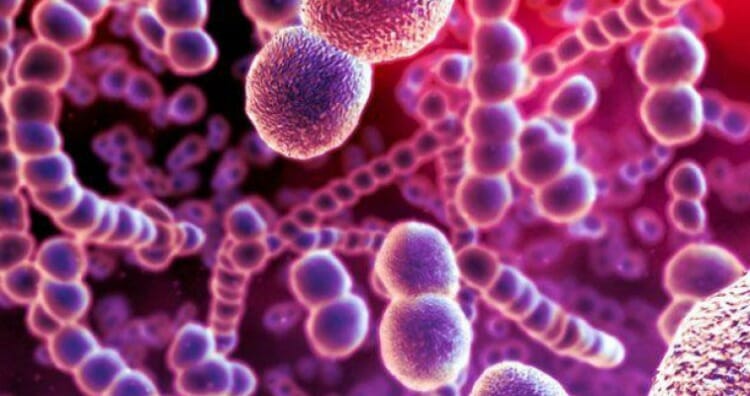 Flora microbiana