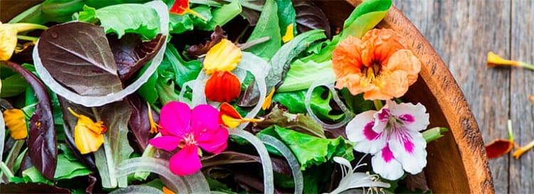 Flores comestibles