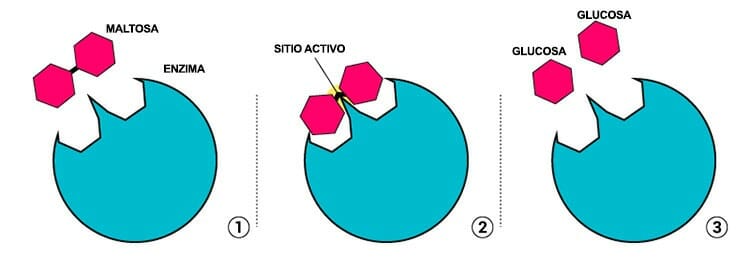Funciones de las enzimas