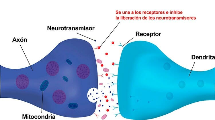 Mecanismo de acción de las benzodiacepinas