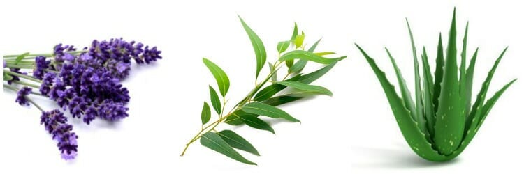 Mejores plantas medicinales - Las más eficaces