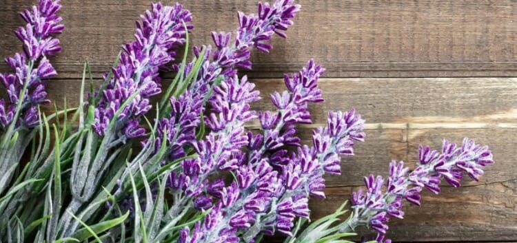 Plantas medicinales más eficaces y para qué sirven