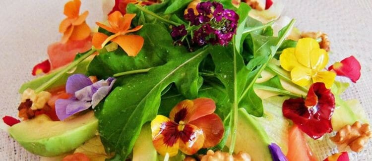 Qué flores son comestibles